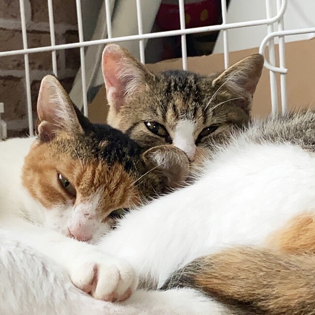 非営利型一般社団法人　Hugku-Meのカバー写真
