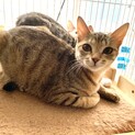 麦わら模様の可愛いみつちゃん
