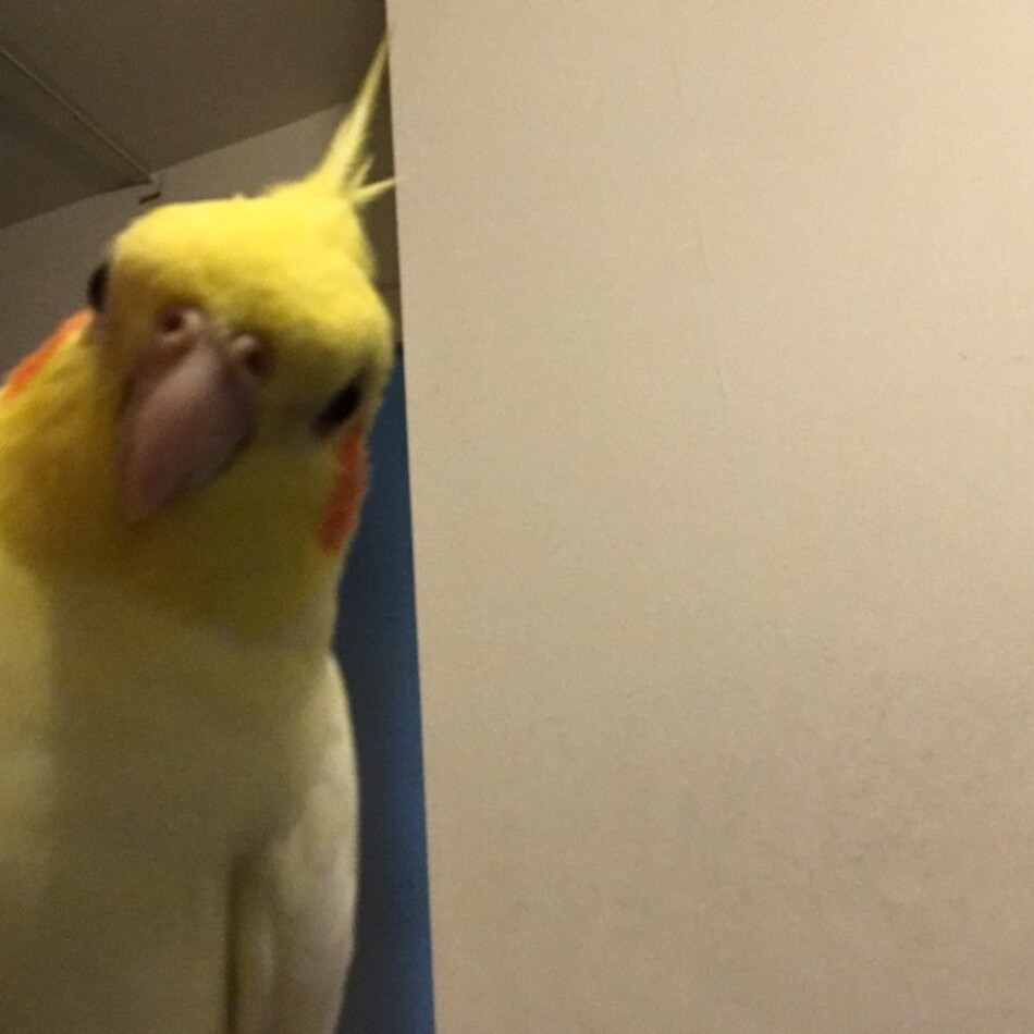 ヒイロのカバー写真