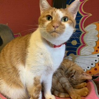 おしゃべり上手！甘え上手☆にゃーこ