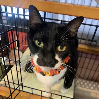 男らしく大きな体格☆やすけ