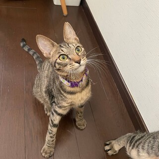 触るだけでゴロゴロ人大好き❤きっこ