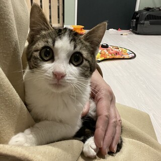 ★里親様決定！★イケメン男子❤うめ