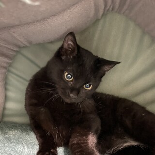 ★里親様決定！★イケメン男子❤こんぶ