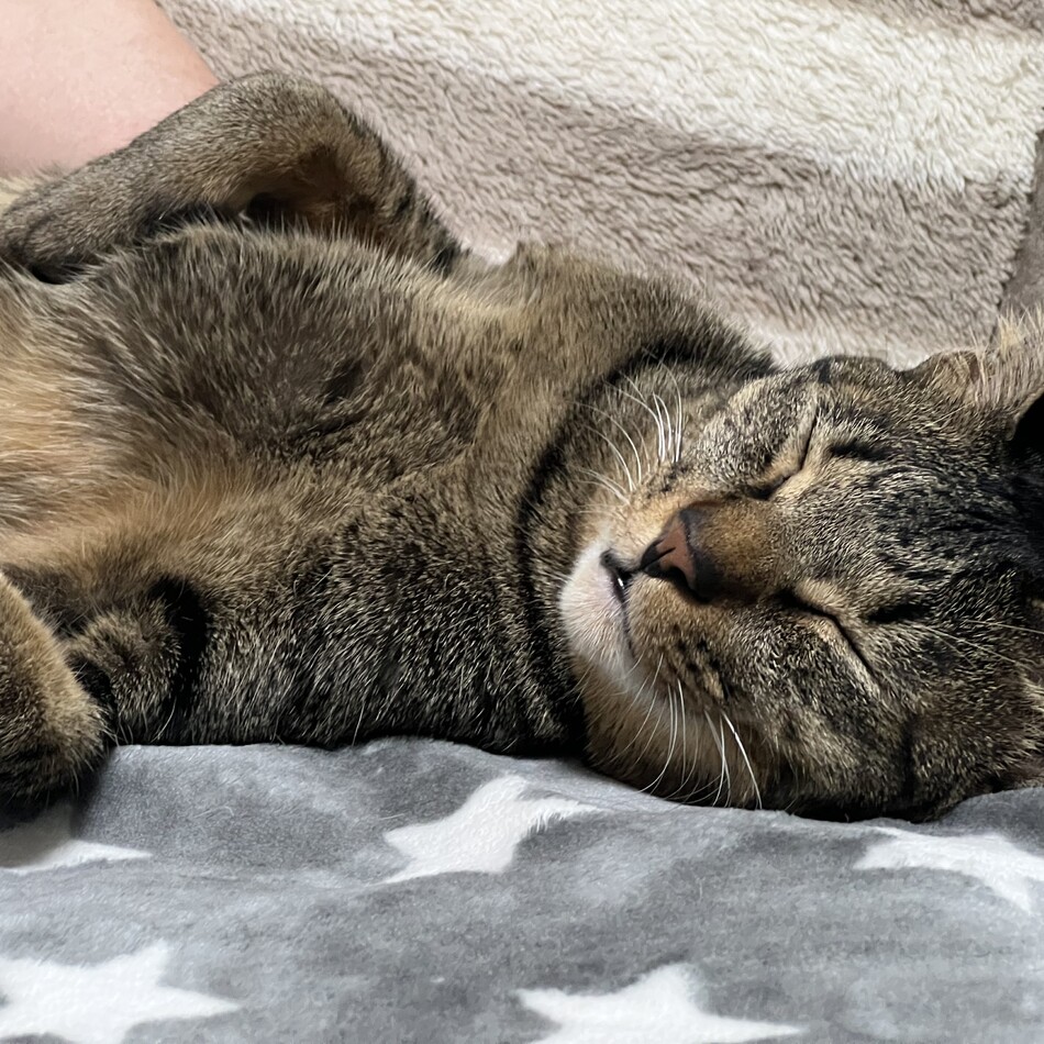 虎のカバー写真