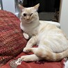 麦