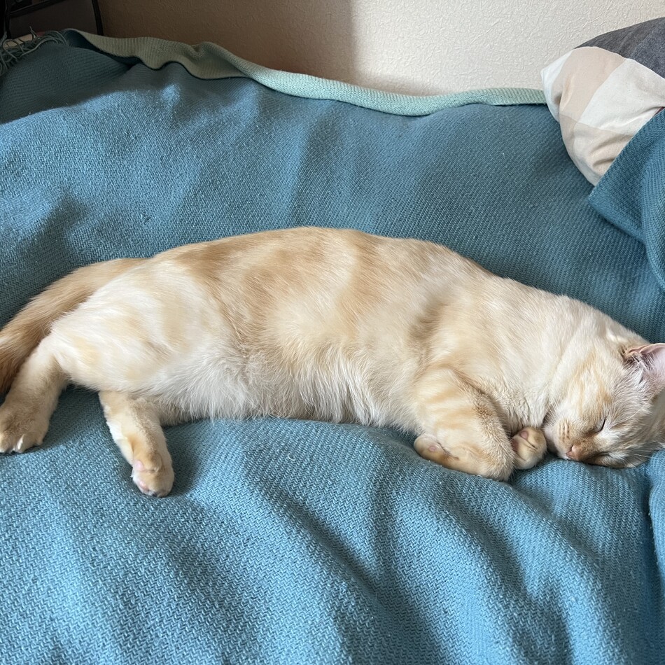 麦のカバー写真