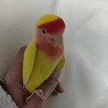 コザクラインコのロコちゃん