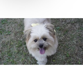 シーズー×ポメラニアン　愛嬌満点の子です