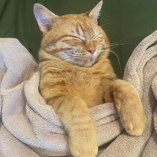 どこでもすぐに馴染めちゃう、うに君！