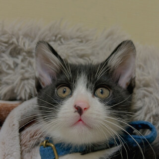 白黒の猫ちゃん