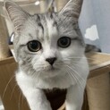抱っこ大好き懐っこい猫ちゃんです