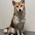 元気いっぱいくるみちゃん