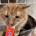 決まりました。