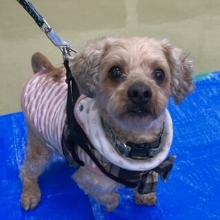 甘えん坊で寂しがり屋の「モカくん」