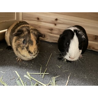 好奇心旺盛な女の子です