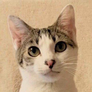 めちゃくちゃイイコにゃんこ♪10ヶ月☆シュガーくん