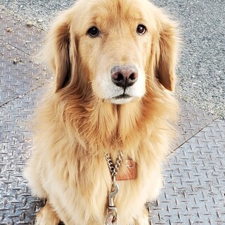 ゴールデン9歳気立て優しい娘です
