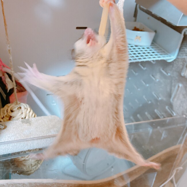 Citroneのカバー写真