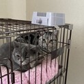 たち耳スコティッシュ