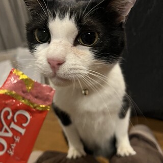 人がだいすき♡すりごろにゃんこの小春ちゃん