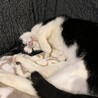 人がだいすき♡すりごろにゃんこの小春ちゃん サムネイル3