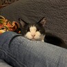 人がだいすき♡すりごろにゃんこの小春ちゃん サムネイル7
