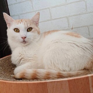 甘えん坊なおっとりさん♡スーミー