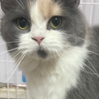 C22-W1147 綺麗なカラーです♪