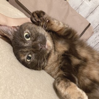 ナデナデ大好き❤️サビ猫カプチーノ