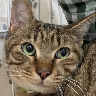 とっても美猫でキュートなキジトラ猫のゼン君❣️