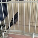 セキセイインコ　里親募集