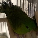 サザナミインコ　里親募集