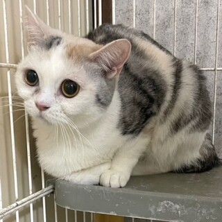 C23-W1184 大きなお目目がキュート♪