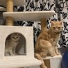 キャットタワーで仲良く2ショット