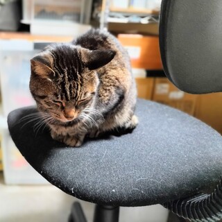 甘ったれさんの黒キジさんです