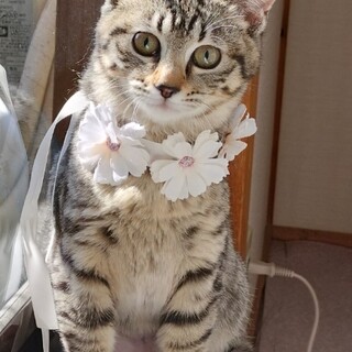 寒い中、お母さんと姉妹で必死に生きてきた美人姉妹