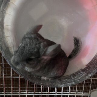 ちんちらのベビー