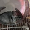 ちんちらのベビー サムネイル2