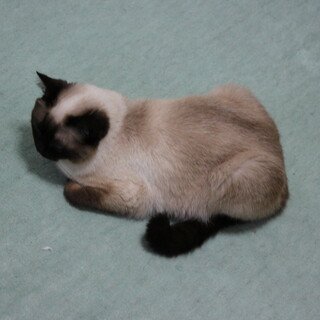 のんびり屋さんのシャムMixさんです