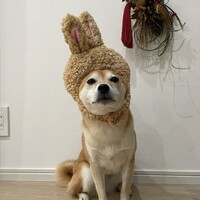 もも