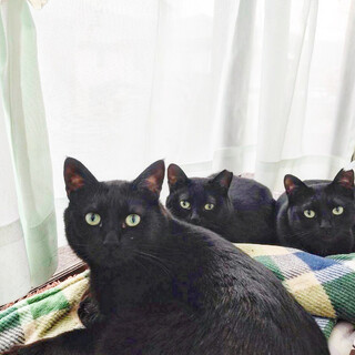 抱っこできるようになったよ！甘えん坊のこたろー