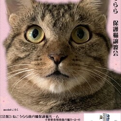 ねこうらら 保護猫譲渡会