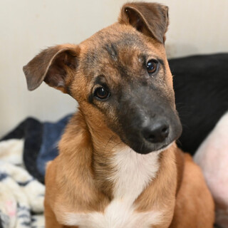 アリオンともうします????