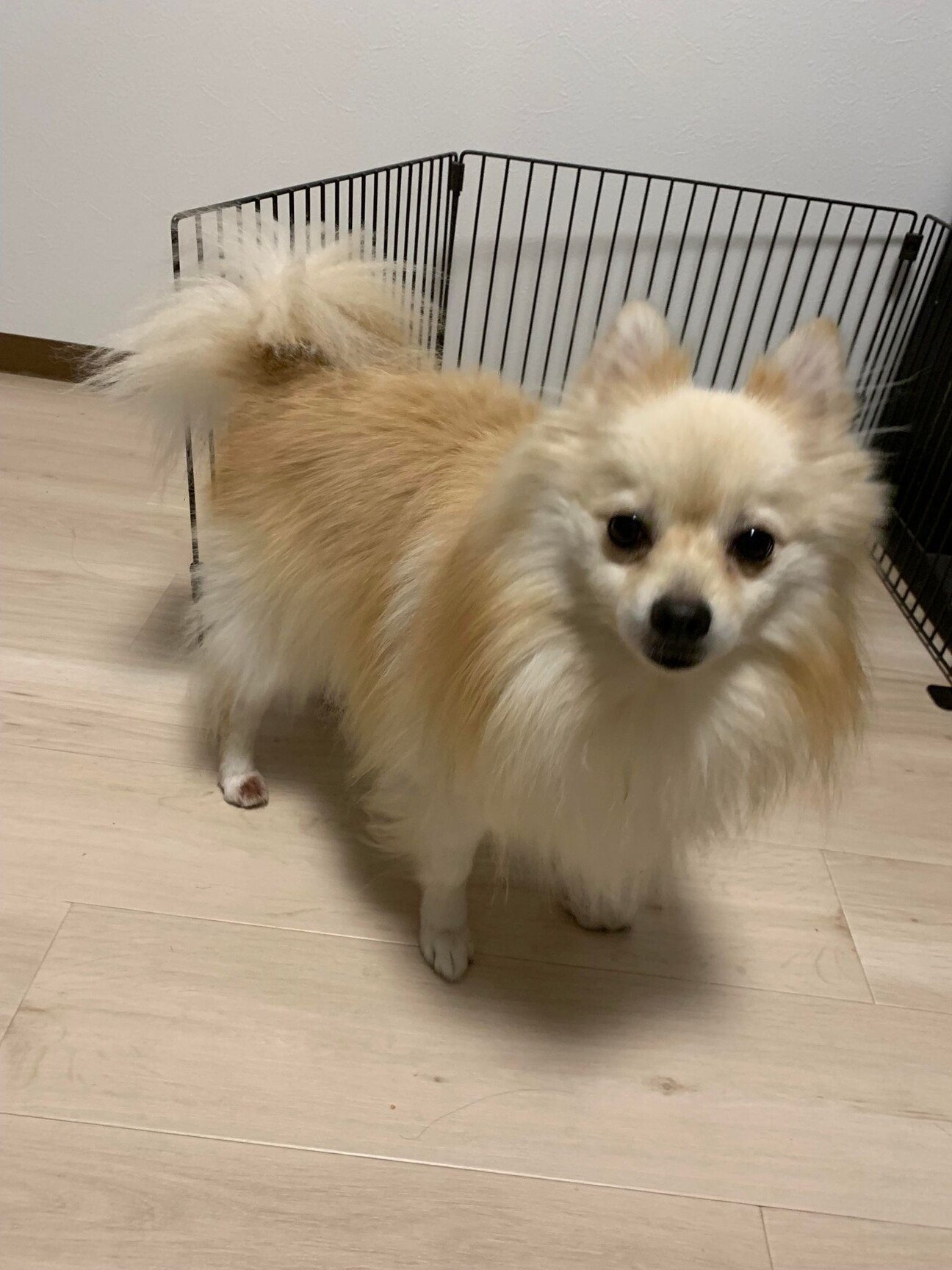 4才 ポメラニアン フェ」大阪府 - 犬の里親募集(449120) :: ペット