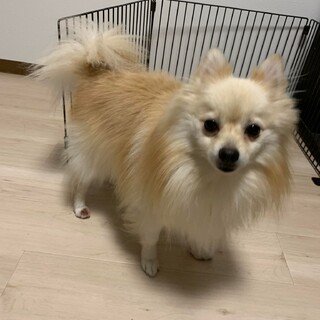 4才　ポメラニアン　フェイちゃん