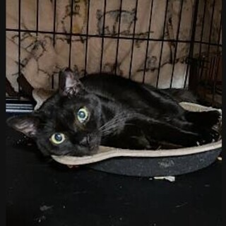 大人しい黒猫：　ジゼル