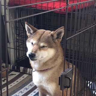 柴犬メス5歳とても大人しい子です