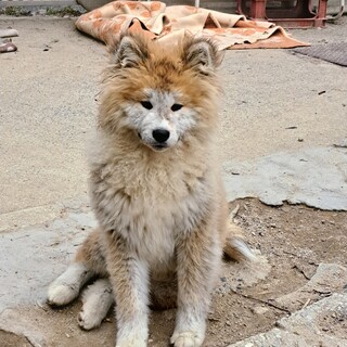 長毛の秋田犬