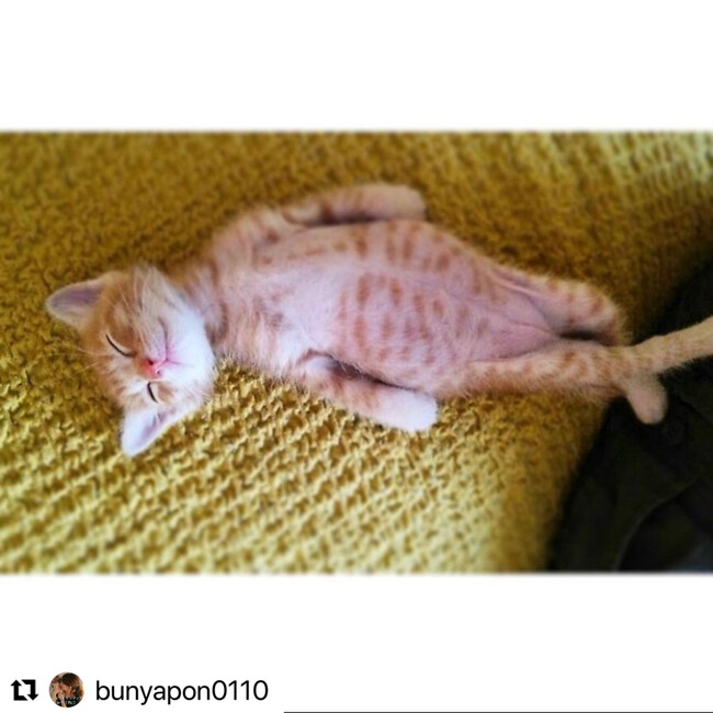 みやこねこ　（木村かおり）のカバー写真